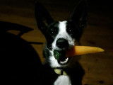 Chien adulte de type Border Collie à donner