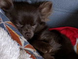 Mâle Chihuahua chocolat pour saillie