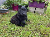 Chiots Berger Hollandais à poil long à vendre