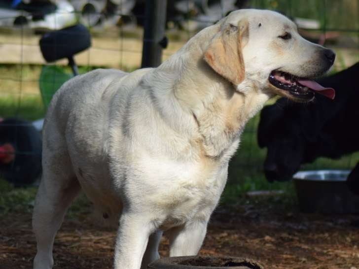Femelle Labrador LOF, confirmée et testée, à vendre