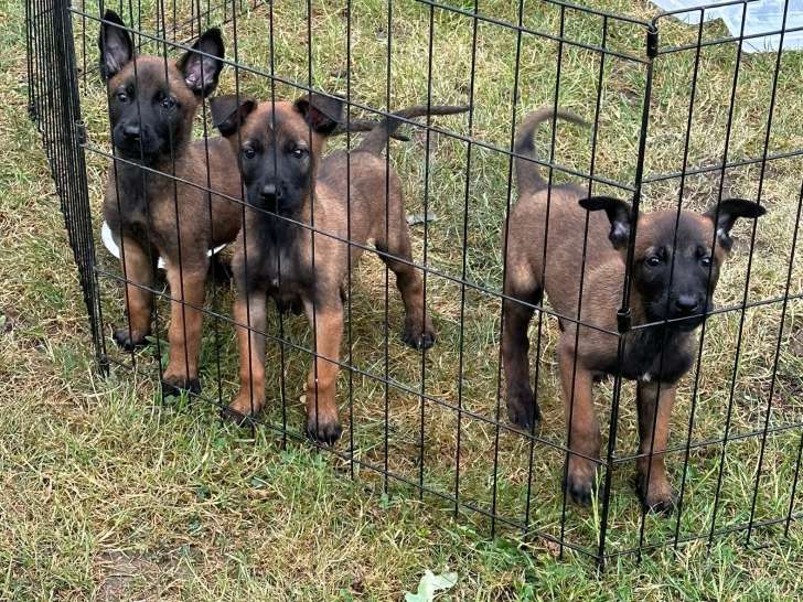 Très beaux chiots Berger Malinois à vendre