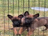 Très beaux chiots Berger Malinois à vendre