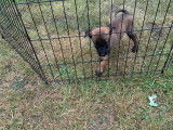 Très beaux chiots Berger Malinois à vendre