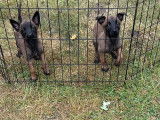 Très beaux chiots Berger Malinois à vendre