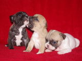 Adorables chiots Bouledogues Français à vendre