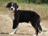 Vente d’un chiot Berger Australien mâle noir tricolore (non LOF)
