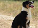 Vente d’un chiot Berger Australien mâle noir tricolore (non LOF)