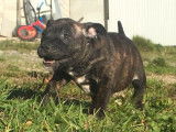 Vente de 8 chiots Staffordshire Bull Terriers LOF