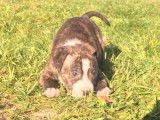 Vente de 8 chiots Staffordshire Bull Terriers LOF