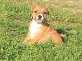 Vente de 8 chiots Staffordshire Bull Terriers LOF