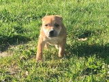 Vente de 8 chiots Staffordshire Bull Terriers LOF