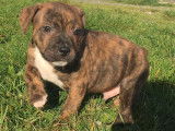 Vente de 8 chiots Staffordshire Bull Terriers LOF