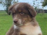 Vente de 6 chiots Bergers Australiens rouge tricolore (LOF)