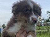 Vente de 6 chiots Bergers Australiens rouge tricolore (LOF)