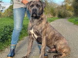 Réservation pour 9 chiots Cane Corso LOF