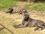 Réservation pour 9 chiots Cane Corso LOF