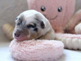 9 chiots Bergers Australiens LOF disponibles