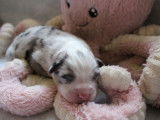 9 chiots Bergers Australiens LOF disponibles