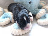 9 chiots Bergers Australiens LOF disponibles