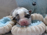 9 chiots Bergers Australiens LOF disponibles