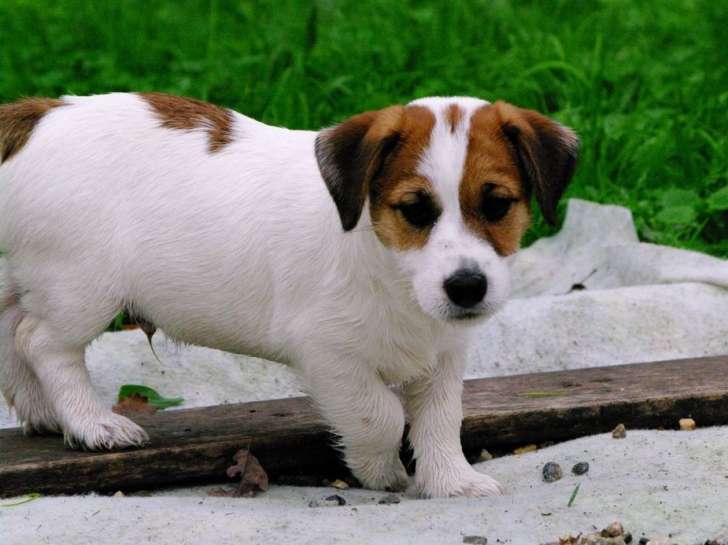 Vente d’un chiot Jack Russell Terrier (LOF)