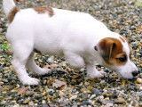 Vente d’un chiot Jack Russell Terrier (LOF)