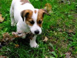 Vente d’un chiot Jack Russell Terrier (LOF)