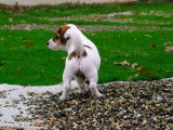 Vente d’un chiot Jack Russell Terrier (LOF)