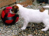 Vente d’un chiot Jack Russell Terrier (LOF)