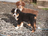 2 chiots Bergers Américains Miniatures LOF en vente