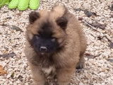 Vente de chiots Eurasiers (LOF)