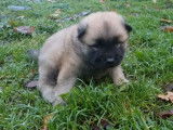 Vente de chiots Eurasiers (LOF)