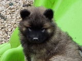 Vente de chiots Eurasiers (LOF)