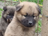 Vente de chiots Eurasiers (LOF)