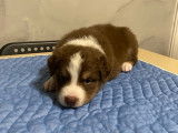 Chiots de race Berger Australien à vendre (3 femelles)