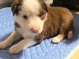 Chiots de race Berger Australien à vendre (3 femelles)