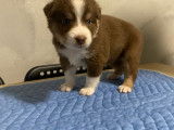 Chiots de race Berger Australien à vendre (3 femelles)