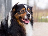 Un chien Berger Australien LOF disponible pour saillie