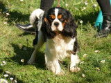 Disponible pour saillie, un chien Cavalier King Charles LOF âgé de 3 ans