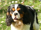 Disponible pour saillie, un chien Cavalier King Charles LOF âgé de 3 ans