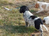 Un chiot Setter Anglais LOF mâle de juin disponible à la vente