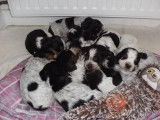 Magnifique portée de Cockers tricolores à vendre