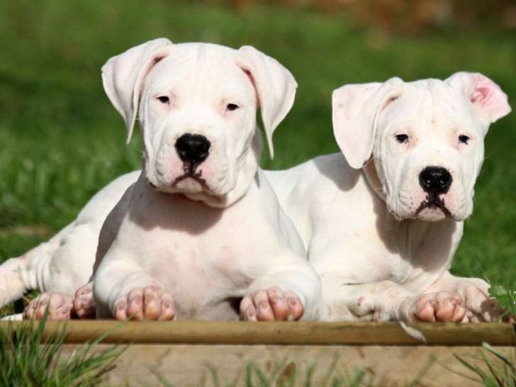 À vendre : 5 chiots Dogues Argentins blancs LOF