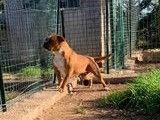 À vendre : une chienne Bulldog Continental LOF de 2 ans et demi