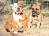 À vendre : une chienne Bulldog Continental LOF de 2 ans et demi