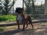 Une chienne Bulldog Continental LOF de 3 ans à vendre
