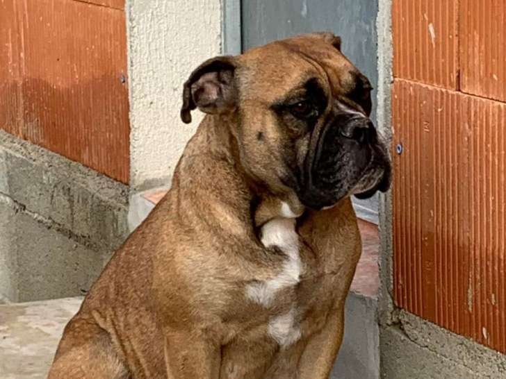 Une chienne Bulldog Continental non LOOF de 2 ans et demi à vendre