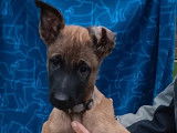 5 chiots Bergers Malinois à la vente