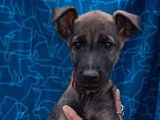 5 chiots Bergers Malinois à la vente