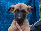 5 chiots Bergers Malinois à la vente